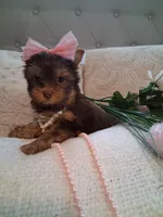 Tootsie , a female Yorkshire Terrier for sale in Black River, NY – Photo 1 of 2