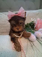 Tootsie , a female Yorkshire Terrier for sale in Black River, NY – Photo 2 of 2