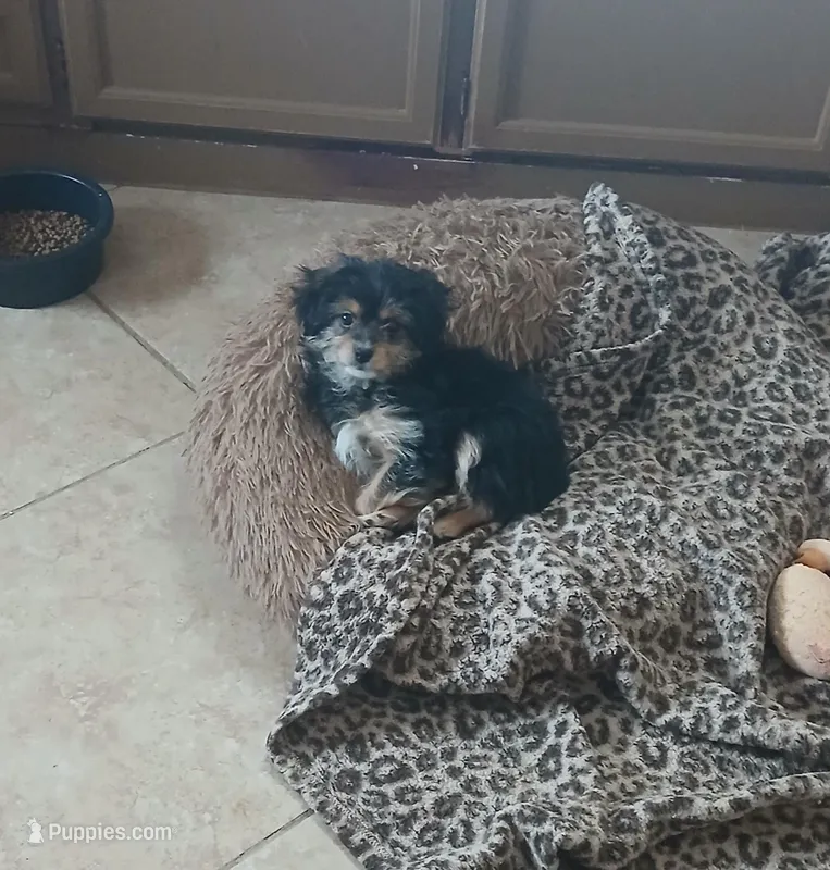 Toby, a male Morkie for sale in Black River, NY – Photo 1 of 1