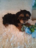 Bentley , a male Yorkipoo for sale in Black River, NY – 1 of 1