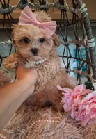 Lilly, a female Cavapoo for sale in Black River, NY – 1 of 1