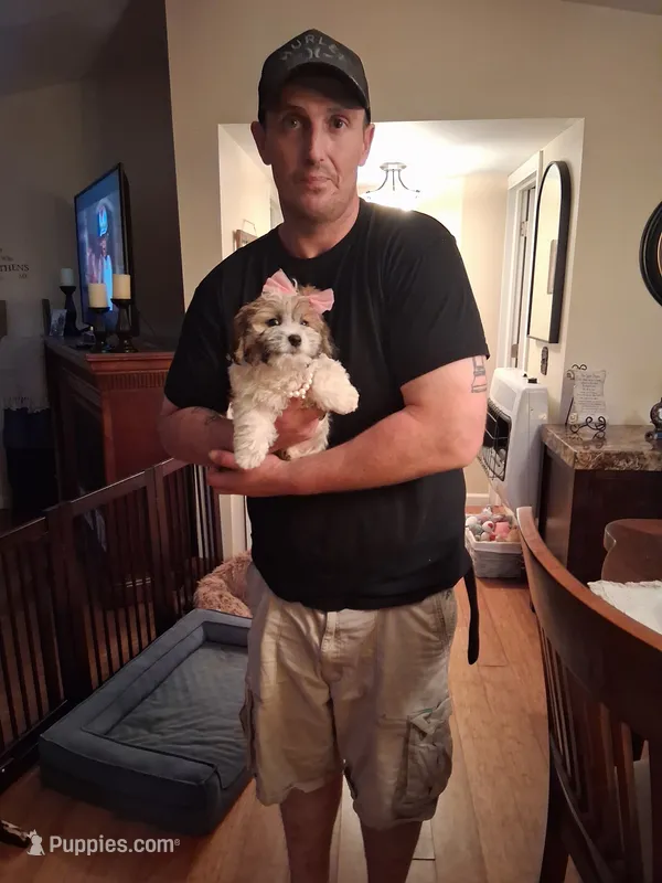 Kira – Morkie puppy for sale in Black River, NY