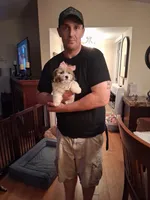 Kira, a female Morkie for sale in Black River, NY – 1 of 2