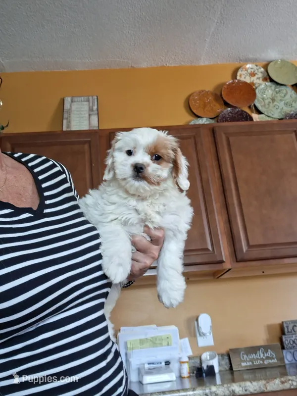 Tilly – Cavapoo puppy for sale in Black River, NY