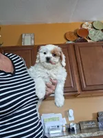 Tilly, a female Cavapoo for sale in Black River, NY – 1 of 1