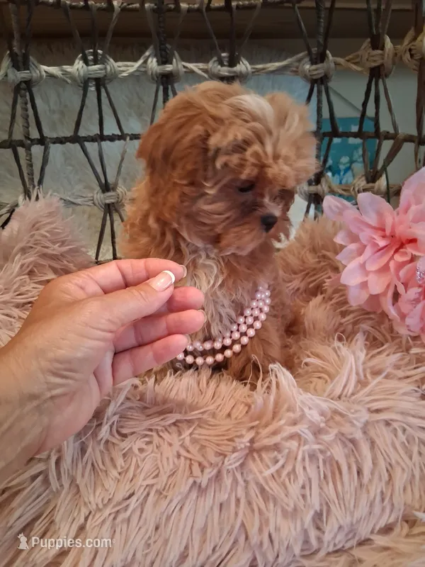 Tilly – Cavapoo puppy for sale in Black River, NY