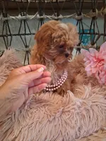 Tilly, a female Cavapoo for sale in Black River, NY – 1 of 2