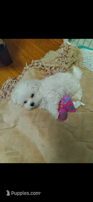 Dolly – Maltese puppy for sale in Black River, NY