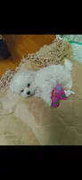 Dolly, a female Maltese for sale in Black River, NY – 1 of 1