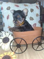 Akc male 2, a male Yorkshire Terrier for sale in Black River, NY – 2 of 2