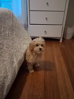 Bentley , a male Cavapoo and Maltese for sale in Black River, NY – 2 of 2