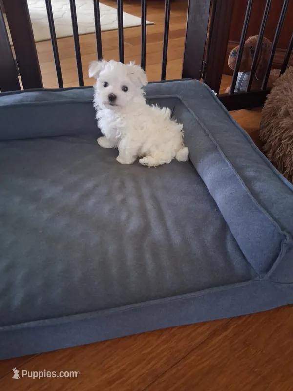 Armani – Maltese puppy for sale in Black River, NY