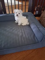 Armani, a male Maltese for sale in Black River, NY – 1 of 1