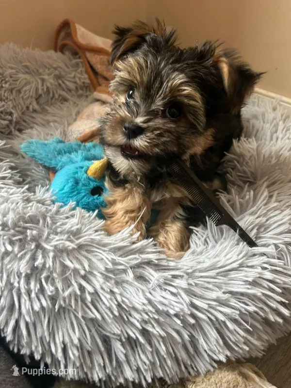 Teddy – Morkie puppy for sale in Black River, NY