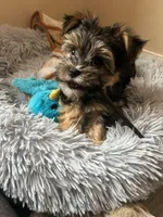 Teddy, a male Morkie for sale in Black River, NY – Photo 1 of 2