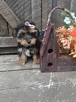 Morkie female , a female Morkie for sale in Black River, NY – 3 of 3