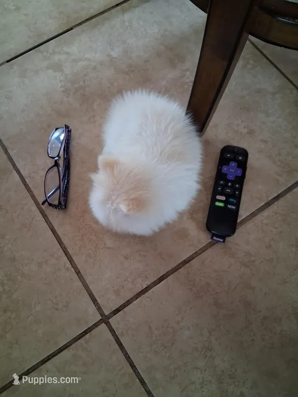 Teacup Tim – Pomeranian puppy for sale in Black River, NY