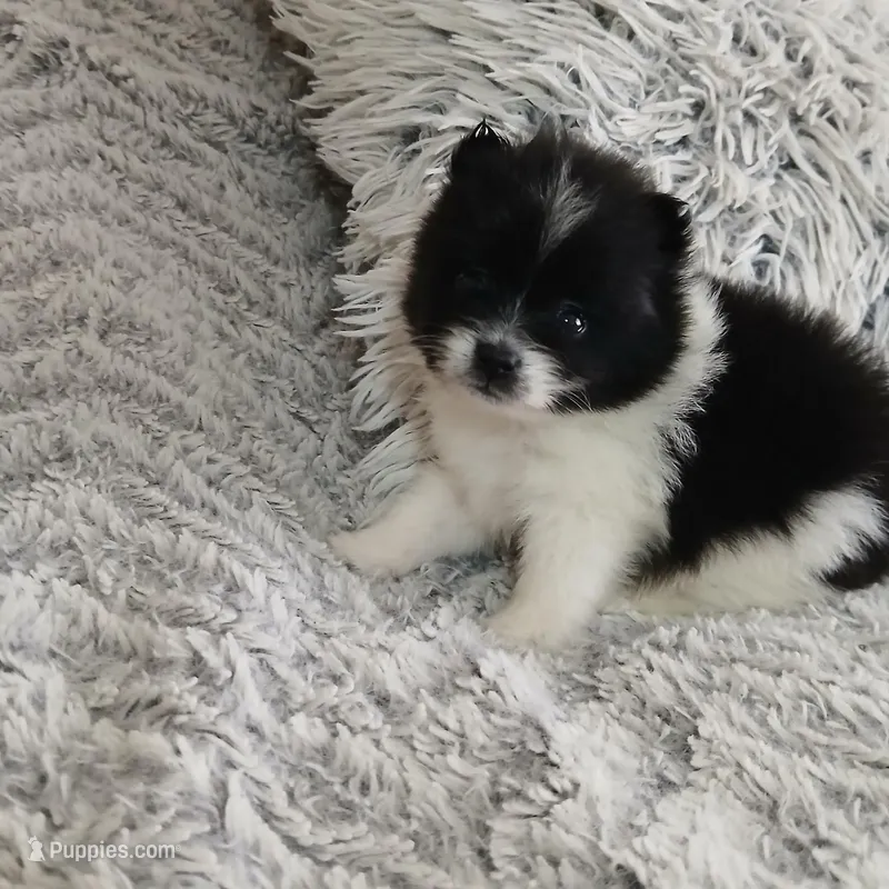 Oreo – Pomeranian puppy for sale in Black River, NY
