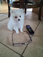 Teacup Tim, a male Pomeranian for sale in Black River, NY – Photo 2 of 4