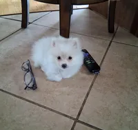 Teacup Tim, a male Pomeranian for sale in Black River, NY – Photo 1 of 4
