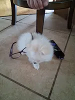 Teacup Tim, a male Pomeranian for sale in Black River, NY – Photo 3 of 4