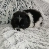 Oreo, a male Pomeranian for sale in Black River, NY – Photo 2 of 2