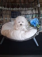 Milo, a male Maltese for sale in Black River, NY – 3 of 3