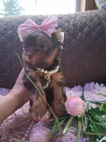 Tootsie , a female Yorkshire Terrier for sale in Black River, NY – Photo 2 of 2