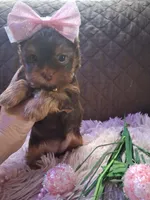 Tootsie , a female Yorkshire Terrier for sale in Black River, NY – Photo 1 of 2