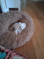Teacup Tim, a male Pomeranian for sale in Black River, NY – Photo 2 of 2