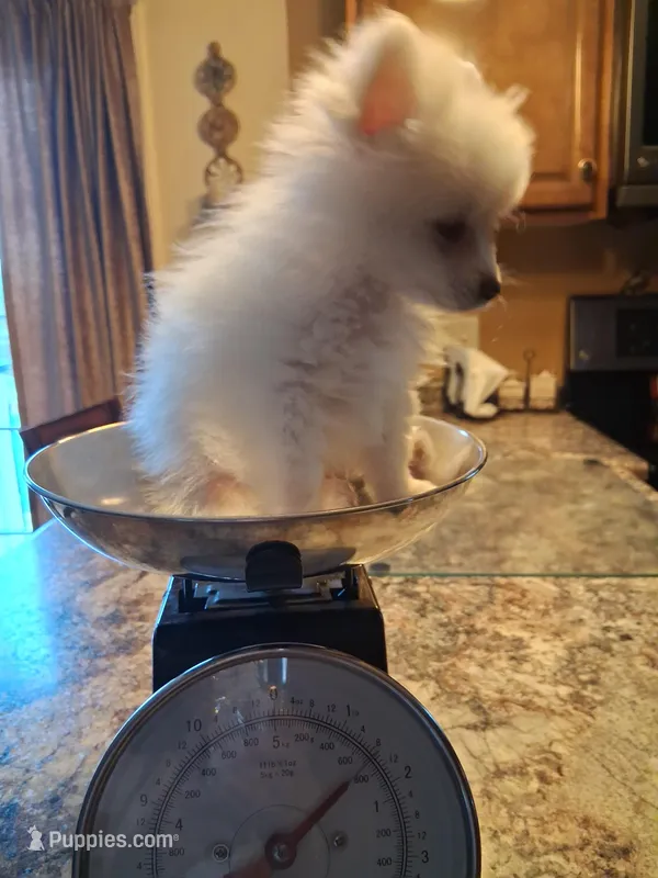Teacup Tim – Pomeranian puppy on hold in Black River, NY