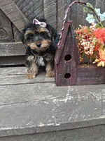 Morkie female , a female Morkie for sale in Black River, NY – 2 of 3