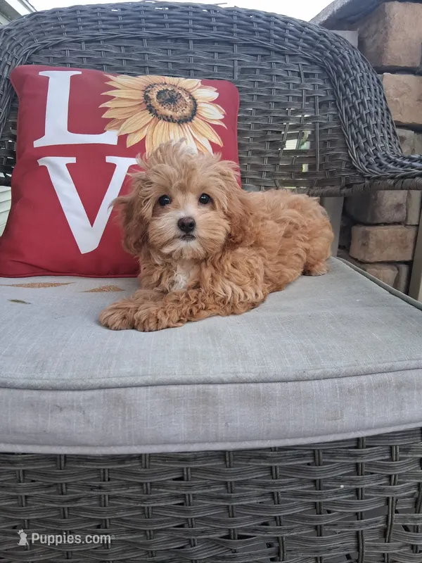 Cavapoo  – Cavapoo, Maltese puppy for sale in Black River, NY