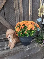 Milo, a male Cavapoo and Maltese for sale in Black River, NY – 2 of 2