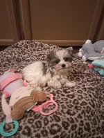 Merle parti, a male Yorkshire Terrier for sale in Black River, NY – Photo 3 of 3