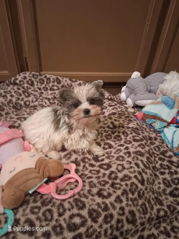 Merle parti – Yorkshire Terrier puppy for sale in Black River, NY