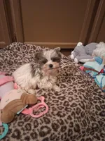 Merle parti, a male Yorkshire Terrier for sale in Black River, NY – Photo 1 of 3