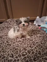 Merle parti, a male Yorkshire Terrier for sale in Black River, NY – Photo 2 of 3