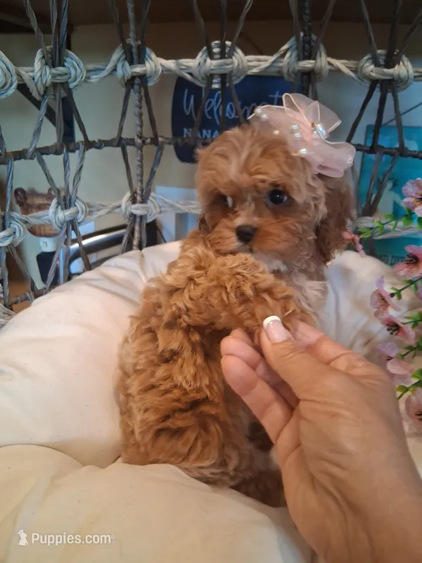 Tilly – Cavapoo puppy for sale in Black River, NY
