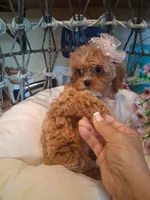 Tilly, a female Cavapoo for sale in Black River, NY – 1 of 2