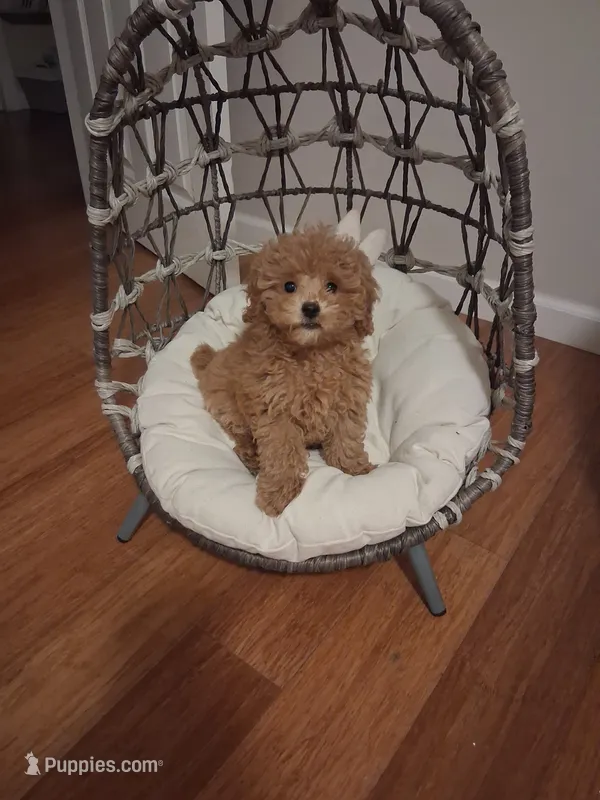 Milo – Cavapoo puppy for sale in Black River, NY