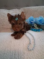 Tiny teddy, a male Yorkshire Terrier for sale in Black River, NY – Photo 2 of 2