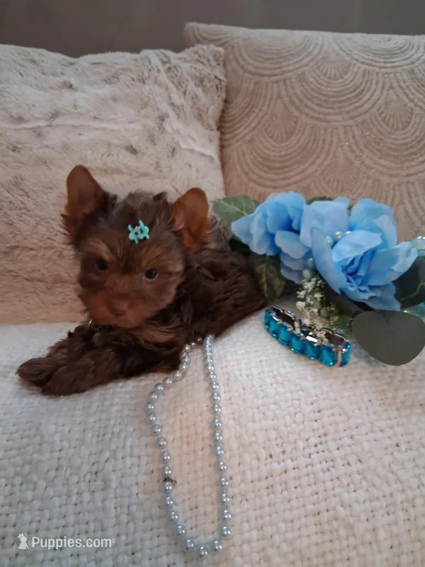 Tiny teddy – Yorkshire Terrier puppy for sale in Black River, NY