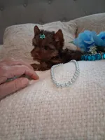 Teacup teddy, a male Yorkshire Terrier for sale in Black River, NY – Photo 3 of 3
