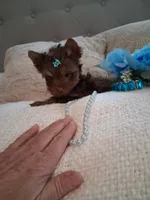 Teacup teddy, a male Yorkshire Terrier for sale in Black River, NY – Photo 2 of 3