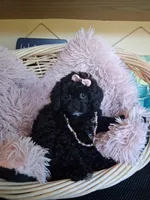 Maura, a female Cavapoo for sale in Black River, NY – 2 of 3