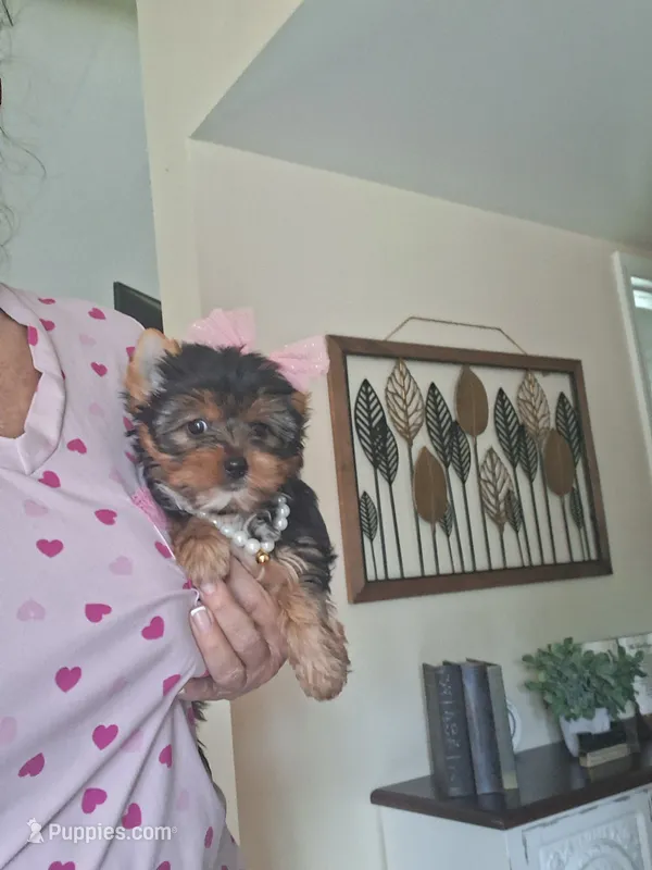 Lola – Yorkshire Terrier puppy for sale in Black River, NY