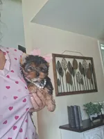 Lola, a female Yorkshire Terrier for sale in Black River, NY – 1 of 2