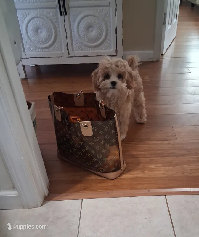 Toby – Cavapoo, Maltese puppy for sale in Black River, NY