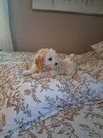 Maltipoo male, a male Maltipoo for sale in Black River, NY – 2 of 3